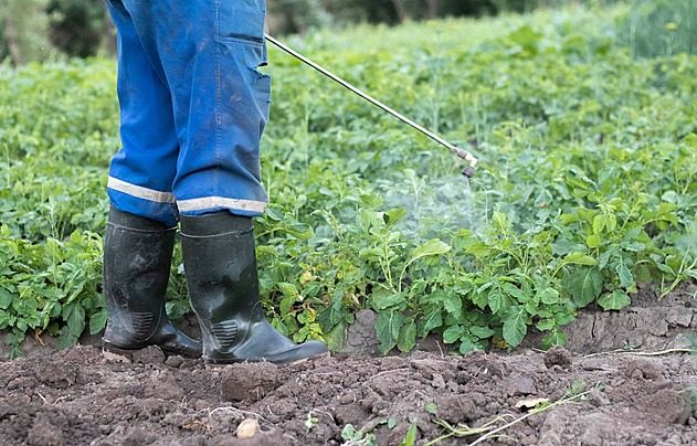 Renova Agro grower in the field